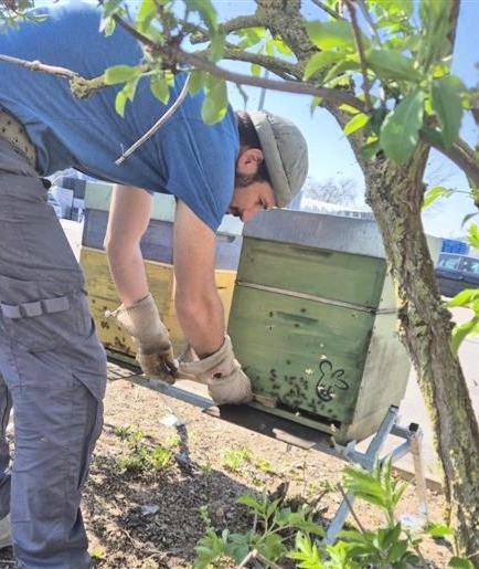 Imker bei der Pflege der neuen Bienenvölker auf dem FEURER-Firmengelände in Brackenheim